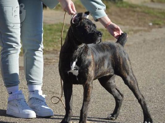 Cane Corso θηλυκό
